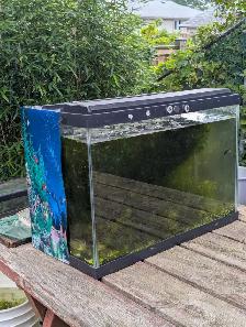Used Fish Tank, Guppies and Water Lily - Photo 2
