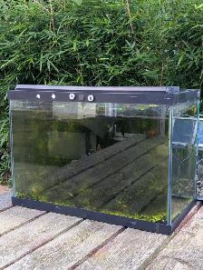 Used Fish Tank, Guppies and Water Lily - Photo 4