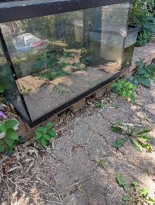 Used Fish Tank, Guppies and Water Lily - Photo 6