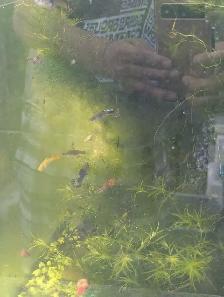 Used Fish Tank, Guppies and Water Lily - Photo 7