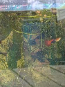 Used Fish Tank, Guppies and Water Lily - Photo 8