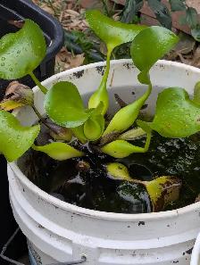 Used Fish Tank, Guppies and Water Lily - Photo 9