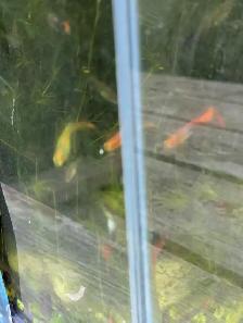 Used Fish Tank, Guppies and Water Lily - Photo 10
