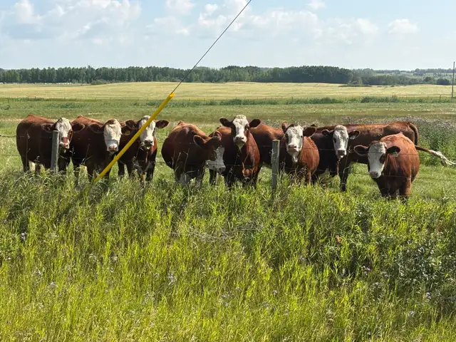 Traditional Simmental Bred Heifers
