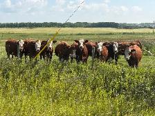 Traditional Simmental Bred Heifers