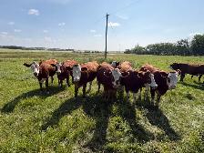 Traditional Simmental Bred Heifers - Photo 2