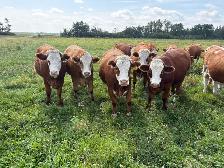 Traditional Simmental Bred Heifers - Photo 3