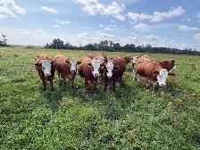 Traditional Simmental Bred Heifers - Photo 4