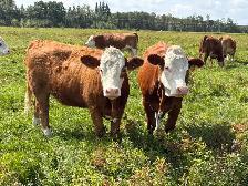 Traditional Simmental Bred Heifers - Photo 5
