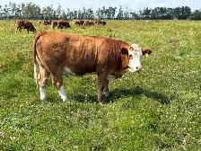 Traditional Simmental Bred Heifers - Photo 6