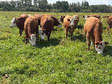 Traditional Simmental Bred Heifers - Photo 7