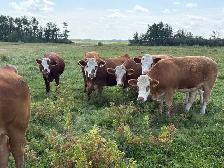 Traditional Simmental Bred Heifers - Photo 8