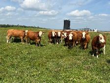 Traditional Simmental Bred Heifers - Photo 9