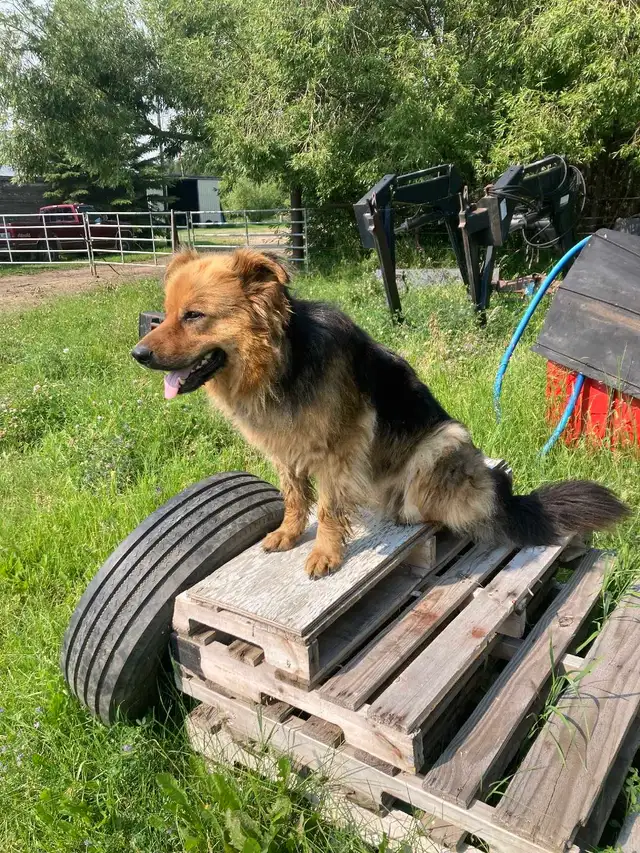 free dog