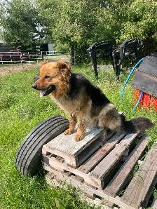 free dog