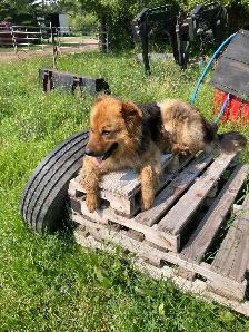 free dog - Photo 2