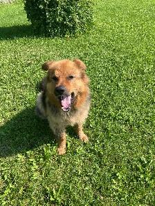 free dog - Photo 3