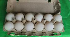 Duck Eggs For Sale! - Photo 3