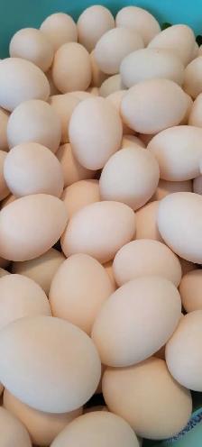 Duck Eggs For Sale! - Photo 4