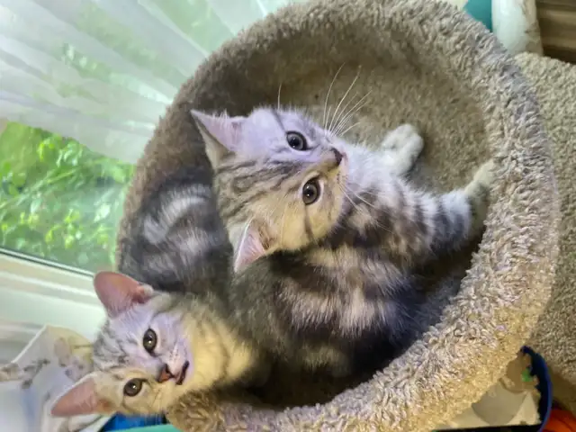 prestigious cats -new kittens available
