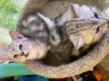 prestigious cats -new kittens available - Photo 2