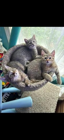 prestigious cats -new kittens available - Photo 3