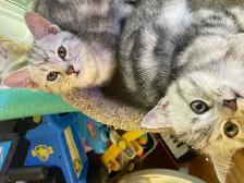 prestigious cats -new kittens available - Photo 5