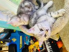 prestigious cats -new kittens available - Photo 6