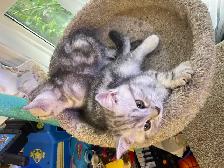 prestigious cats -new kittens available - Photo 7