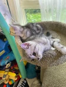 prestigious cats -new kittens available - Photo 8