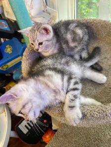 prestigious cats -new kittens available - Photo 10