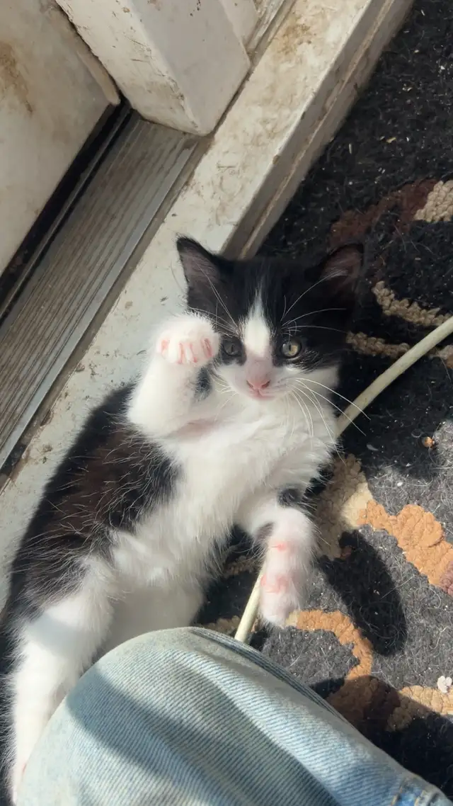 Kittens available for new homes
