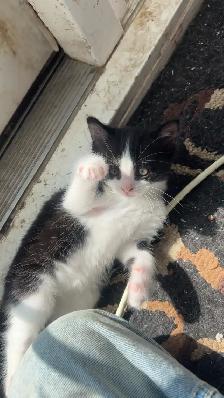Kittens available for new homes