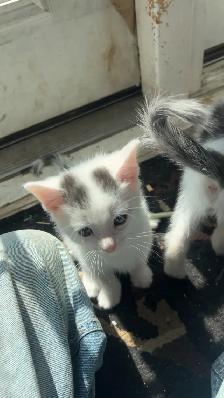 Kittens available for new homes - Photo 2