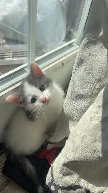 Kittens available for new homes - Photo 3