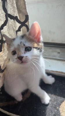 Kittens available for new homes - Photo 4