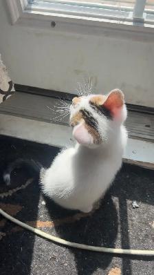 Kittens available for new homes - Photo 5