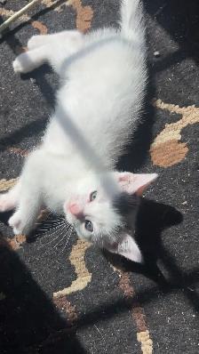 Kittens available for new homes - Photo 6