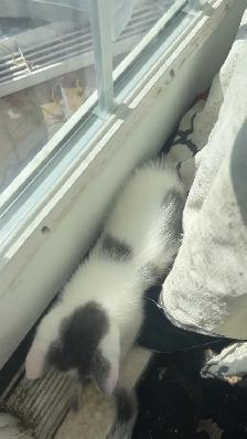Kittens available for new homes - Photo 7