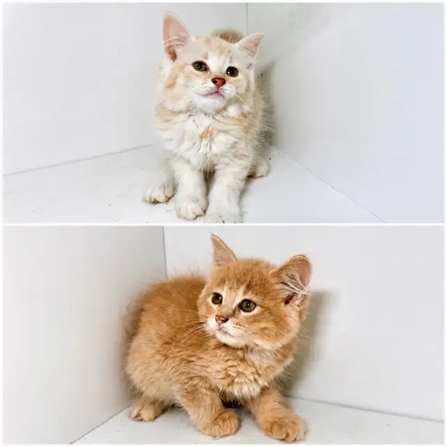 Tabby Kittens!