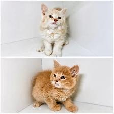 Tabby Kittens!