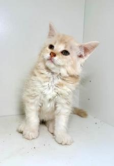 Tabby Kittens! - Photo 2