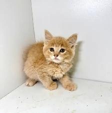 Tabby Kittens! - Photo 3