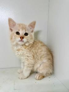 Tabby Kittens! - Photo 4