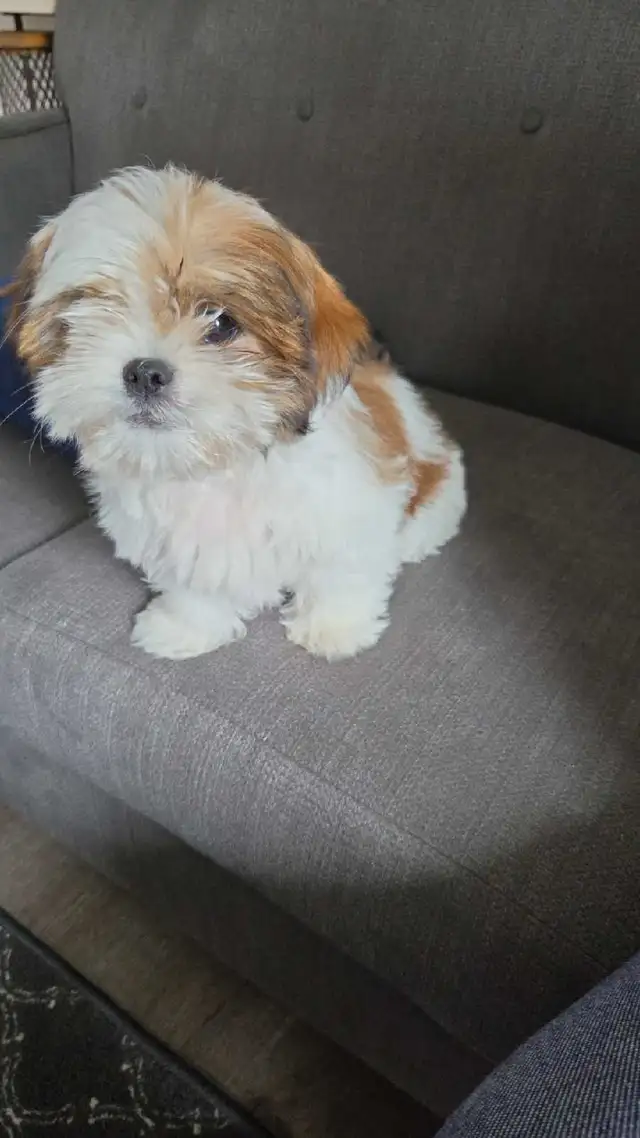 12 week old female Shih Tzu