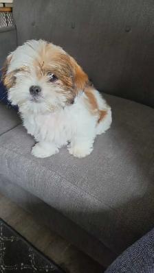 12 week old female Shih Tzu