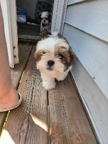 12 week old female Shih Tzu - Photo 2