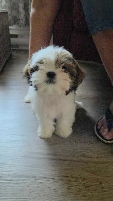 12 week old female Shih Tzu - Photo 3