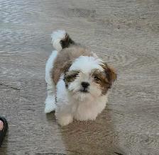 12 week old female Shih Tzu - Photo 4