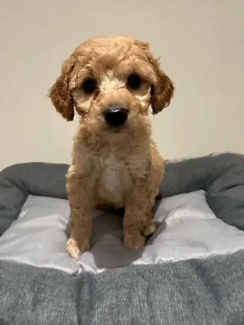 Mini King Bernedoodle Puppies